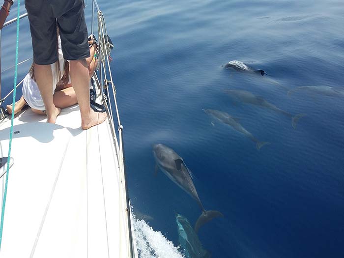 girolata-stephane-Port Cros - Dauphin